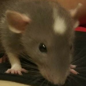 Meet your Posher, Zee